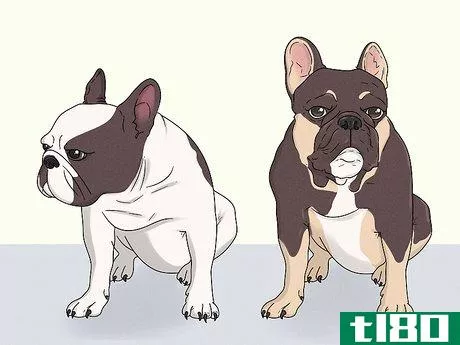 Image titled Identify a French Bulldog Step 8