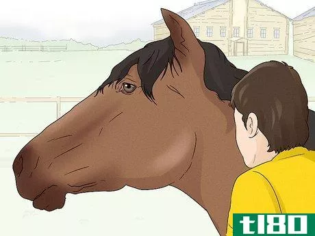 Image titled Halter a Horse Step 5