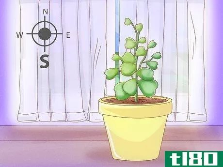 Image titled Get a Hoya Plant to Bloom Step 2