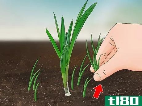 Image titled Grow Elephant Garlic Step 10