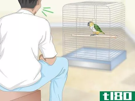 Image titled Handle Your Caique Parrot Step 1