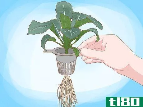 Image titled Grow Plants Using Hydroponics Step 15