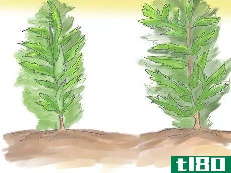 Image titled Grow Mugwort (Artemisia) Step 3