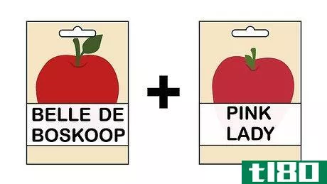 如何用种子种一棵苹果树(grow an apple tree from a seed)