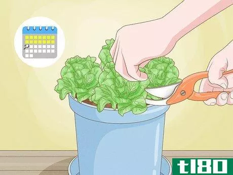 Image titled Grow Lettuce Indoors Step 15