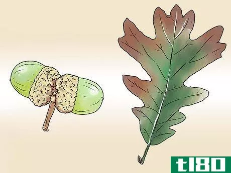 Image titled Identify Oak Leaves Step 9