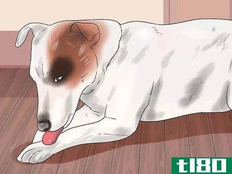 Image titled Help a Dog Who Has Canine Epilepsy Step 12