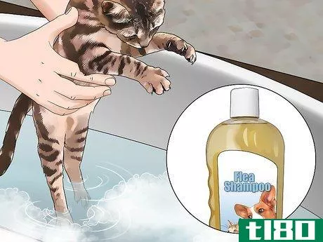 Image titled Get Rid of Fleas in the House Forever Step 5