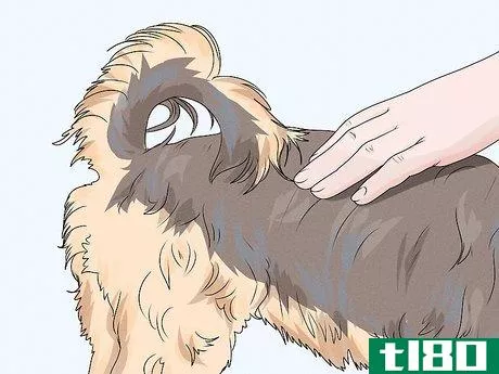 Image titled Identify a Yorkshire Terrier Step 7