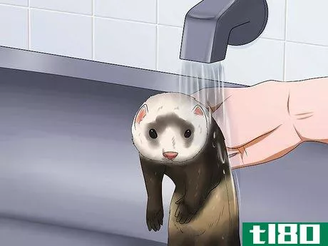 Image titled Keep Your Ferret's Hair Healthy Step 8