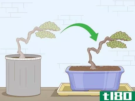 Image titled Grow and Care for a Bonsai Tree Step 12