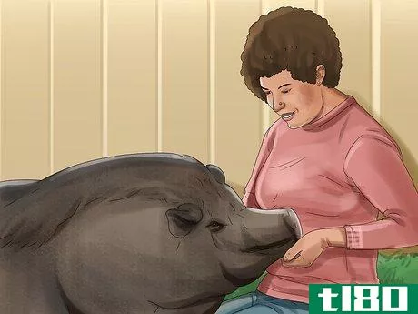 Image titled Have a Potbellied Pig for a Pet Step 20