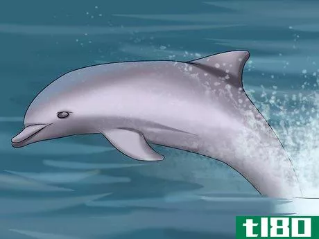 Image titled Identify a New Zealand Dolphin Step 14