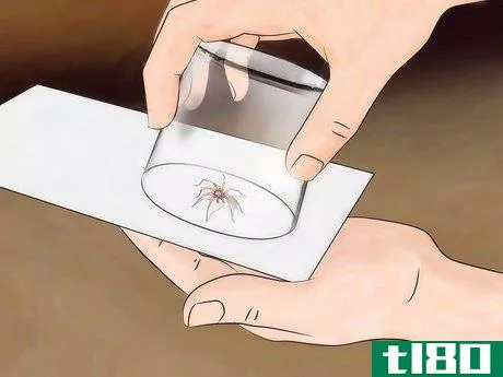 Image titled Get Spiders Out of Your House Without Killing Them Step 9