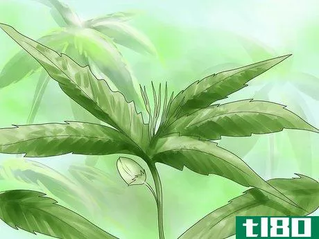 Image titled Grow Marijuana Hydroponically Step 15