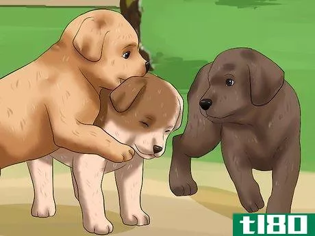 Image titled Get Your Puppy to Stop Biting Step 11