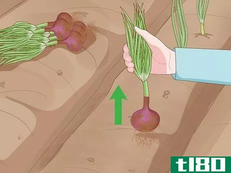 Image titled Grow Onions Step 10