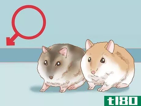 如何介绍两只矮仓鼠(introduce two dwarf hamsters)