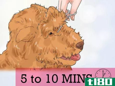Image titled Groom a Dog That Bites Step 1