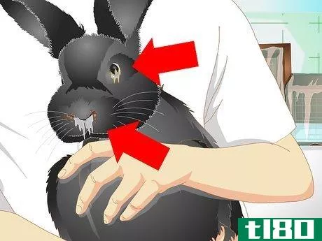 Image titled Keep a Rabbit Warm Step 12
