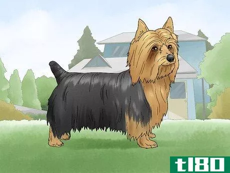 Image titled Identify a Silky Terrier Step 8