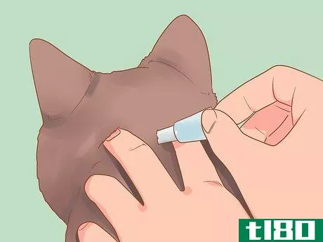 Image titled Introduce Your Kitten to the Outdoors Safely Step 10