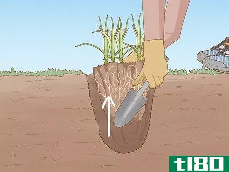 Image titled Get Rid of Nutgrass Step 7
