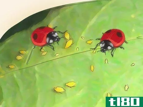 Image titled Get Rid of Aphids Step 10