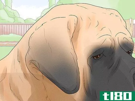 Image titled Identify a Mastiff Step 3