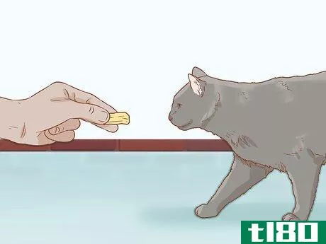 Image titled Help a Deaf Cat Step 6