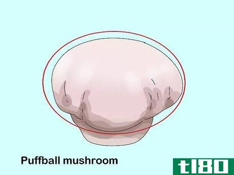Image titled Identify Edible Mushrooms Step 9