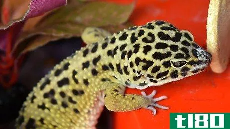Image titled Have Fun With Your Leopard Gecko Step 2
