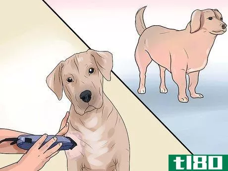 Image titled Identify Mange on Dogs Step 3