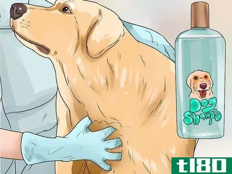 Image titled Keep Fleas Off Dogs Step 12