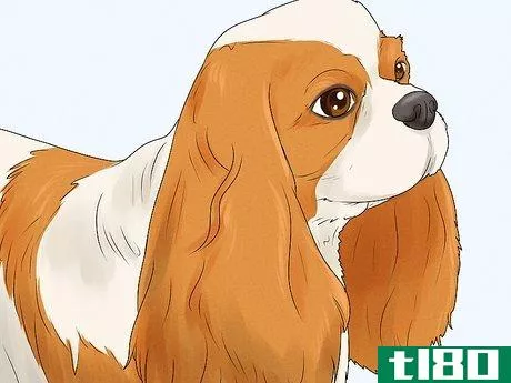 Image titled Identify a Cavalier King Charles Spaniel Step 2