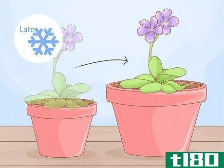 Image titled Grow Butterwort Step 4