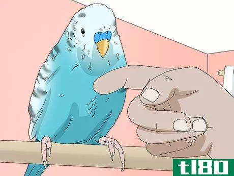 Image titled Hand Train a Parakeet Step 11