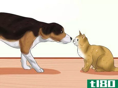 Image titled Introduce an Older Cat to a New Dog Step 5