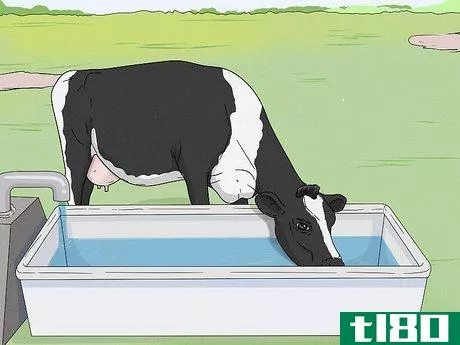 Image titled Increase Dairy Milk Production Step 5