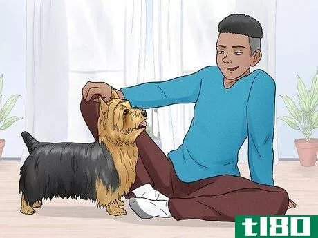 Image titled Identify a Silky Terrier Step 13