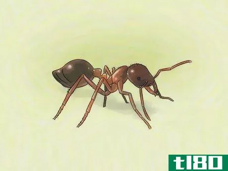 Image titled Identify Ants Step 17