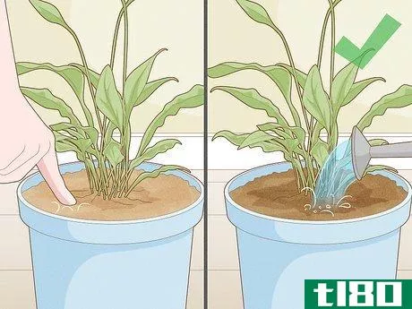 Image titled Get Rid of Gnats in Houseplants Step 9