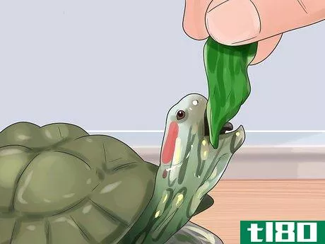 Image titled Keep Your Turtle Happy Step 5