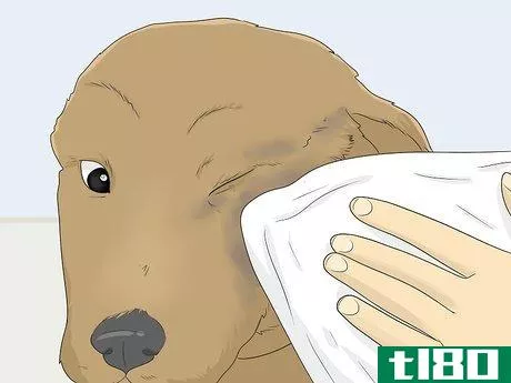 Image titled Groom a Dog's Face Step 8