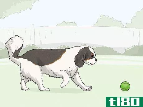 Image titled Identify a Cavalier King Charles Spaniel Step 10