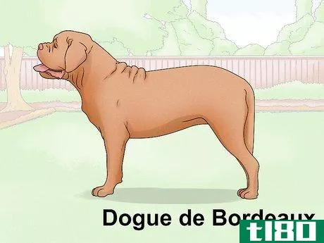 Image titled Identify a Mastiff Step 20