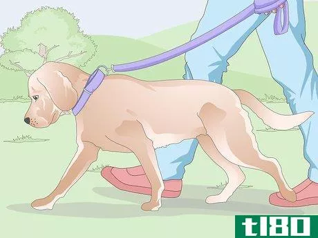 Image titled Get a Urine Sample from a Female Dog Step 3