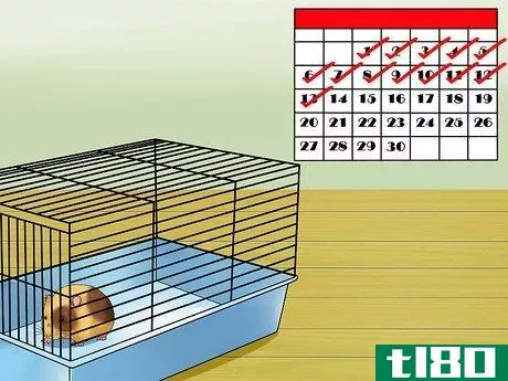 Image titled Know when Your Hamster Is Pregnant Step 12