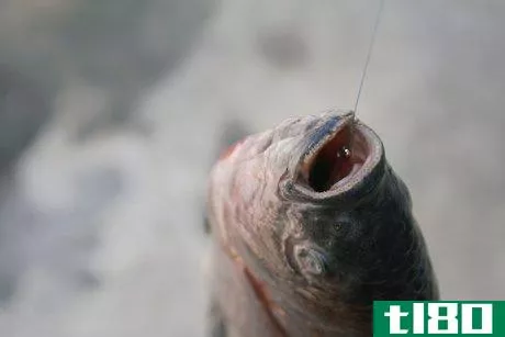 Image titled Get a Hook out of a Fish's Throat Step 2