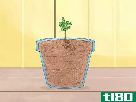 Image titled Grow Mint Step 6